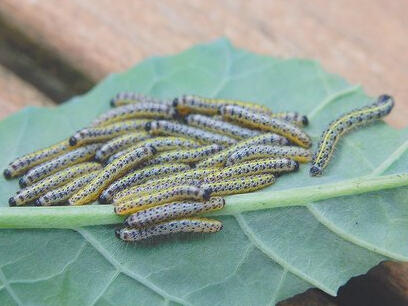 Easiest way to a butterfly starting kit: plant anything of the Brassica genus. Easiest way to a butterfly starting kit: plant anything of the Brassica genus.