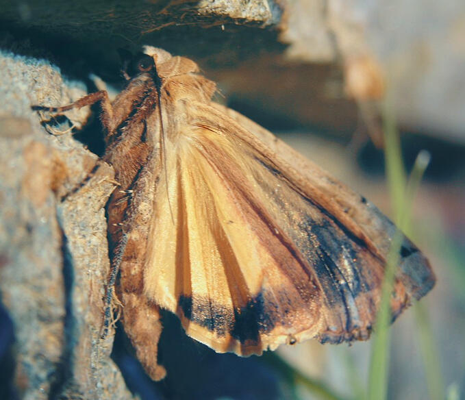 Large yellow underwing (Noctua pronuba) Large yellow underwing (Noctua pronuba)