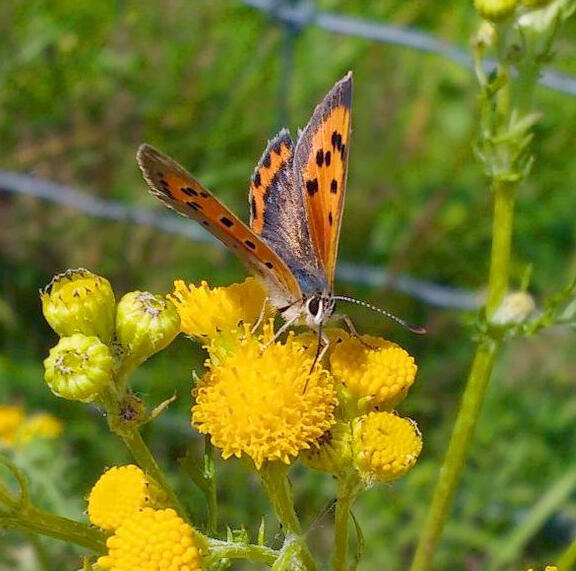 Small copper (Lycaena phlaeas) Small copper (Lycaena phlaeas)