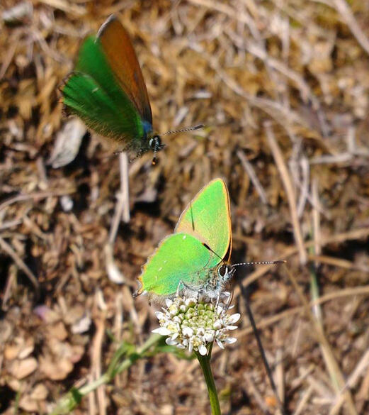 Green hairstreak (Callophrys rubi) Green hairstreak (Callophrys rubi)