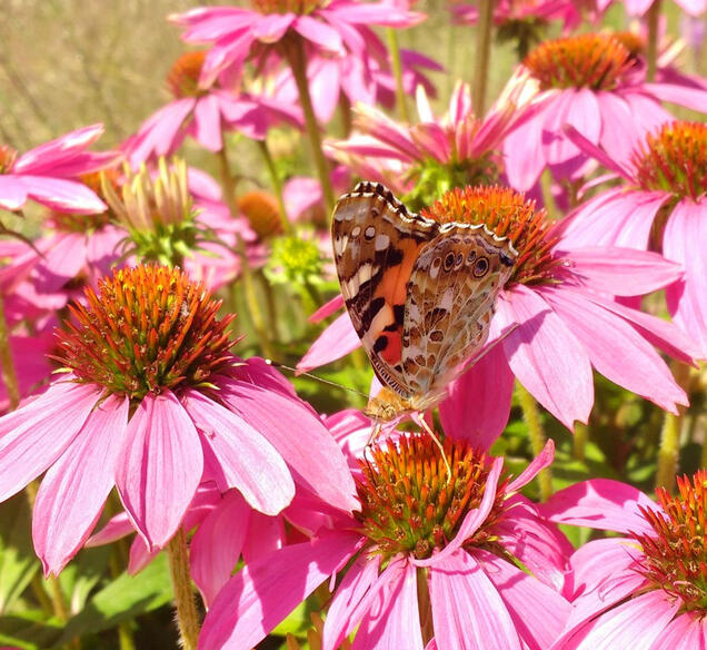 Painted lady (Vanessa cardui) Painted lady (Vanessa cardui)