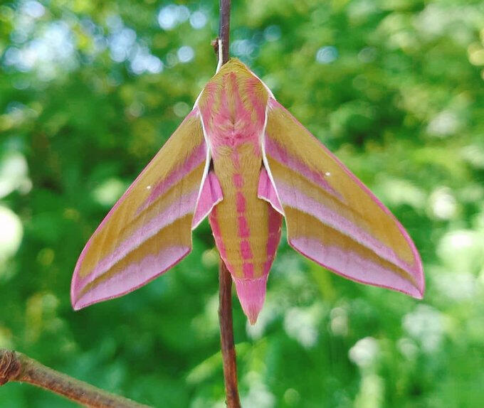 Elephant hawk moth (Deilephila elpenor) Elephant hawk moth (Deilephila elpenor)