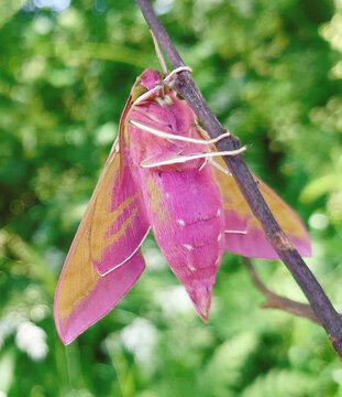 Elephant hawk moth (Deilephila elpenor) Elephant hawk moth (Deilephila elpenor)