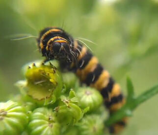 Cinnabar moth ( Tyria jacobaeae) Cinnabar moth ( Tyria jacobaeae)