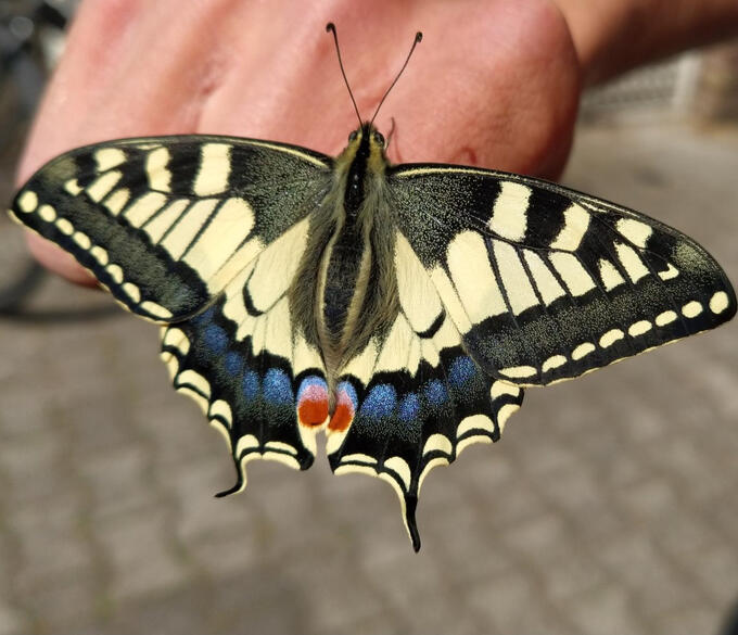 Old World swallowtail ( Papilio machaon) Old World swallowtail ( Papilio machaon)