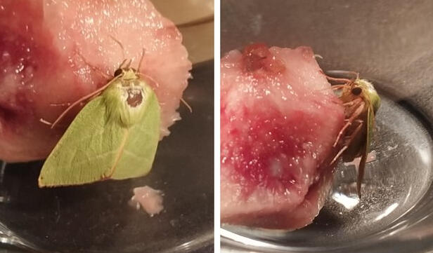 Green silver-lines (Pseudoips prasinana), gave it a chunk of the peach I was eating when I discovered it had snuck into my home. Green silver-lines (Pseudoips prasinana), gave it a chunk of the peach I was eating when I discovered it had snuck into my home.