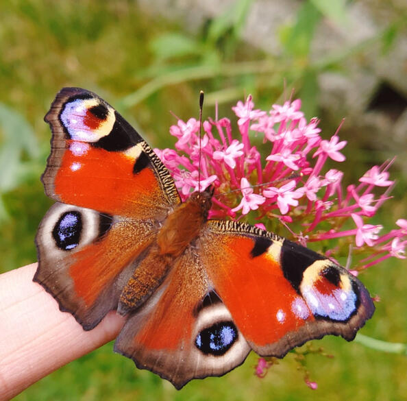 One of the peacocks. Released on September 10, 2021