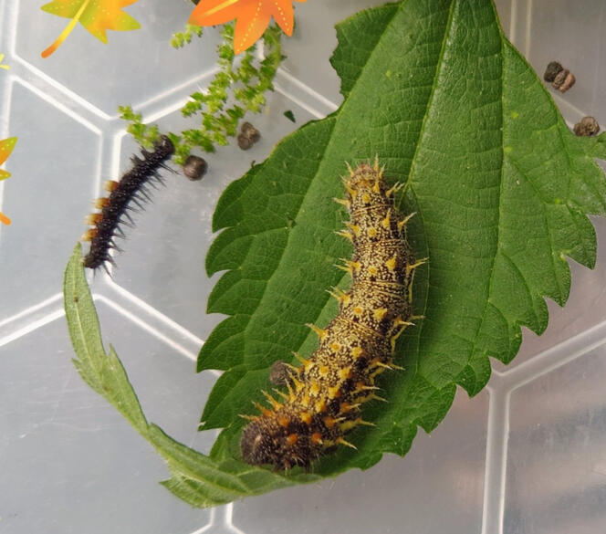 One of the peacock caterpillars (Aglais io) next to the caterpillar of the Red admiral (Vanessa atalanta), August 21, 2021. One of the peacock caterpillars (Aglais io) next to the caterpillar of the Red admiral (Vanessa atalanta), August 21, 2021.