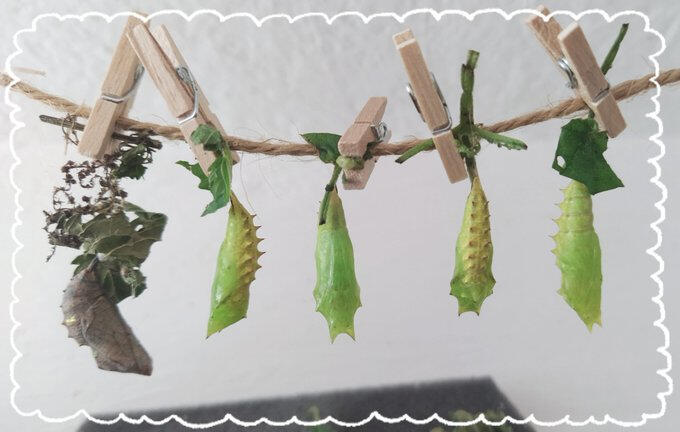 Pupation setup. On the left the Red Admiral (Vanessa atalanta), the other 4 are the peacock caterpillars (Aglais io). Pupation setup. On the left the Red Admiral (Vanessa atalanta), the other 4 are the peacock caterpillars (Aglais io).