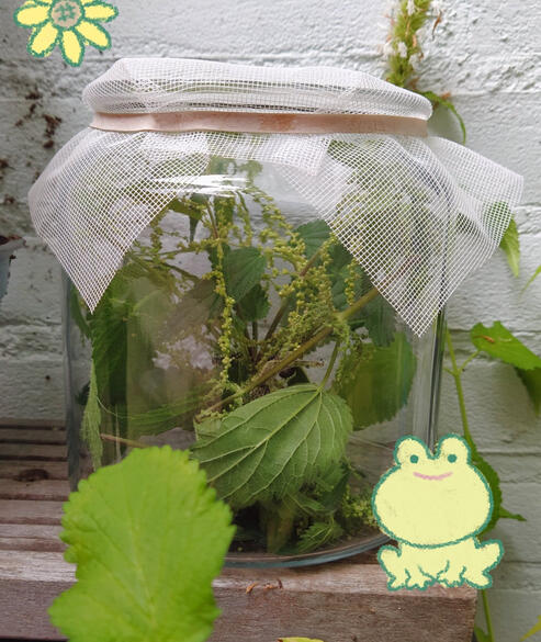 Cookie jar that served more years as a caterpillar cafeteria and a pupa incubator than it did keeping cookies.