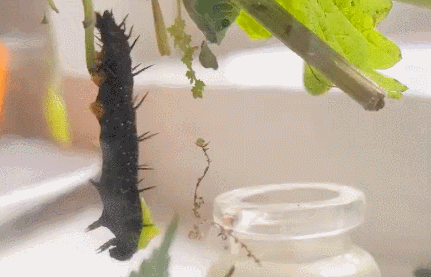 Aglais io caterpillar entering the pupal stage. (15 second delay between frames), August 30, 2021.