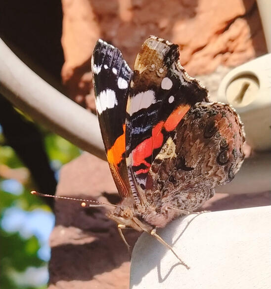 The Red admiral. Released on September 12, 2021