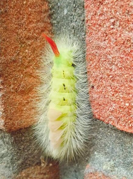 Pale tussock (Calliteara pudibunda) Pale tussock (Calliteara pudibunda)