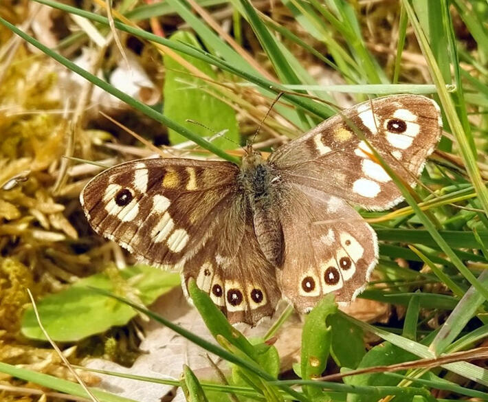 Speckled wood (Pararge aegeria) Speckled wood (Pararge aegeria)