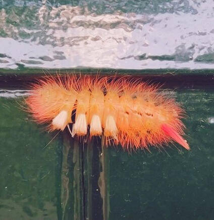 Pale tussock (Calliteara pudibunda)